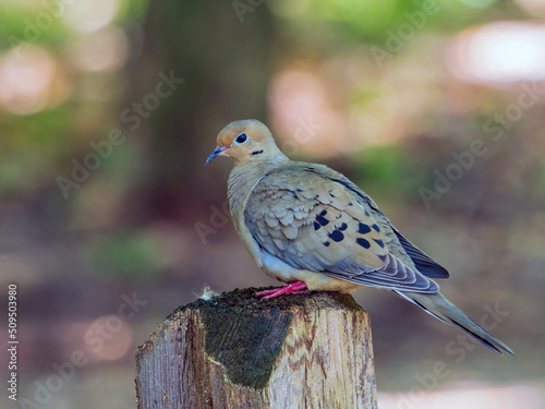 Картината върху платно Close up shot of Mourning dove