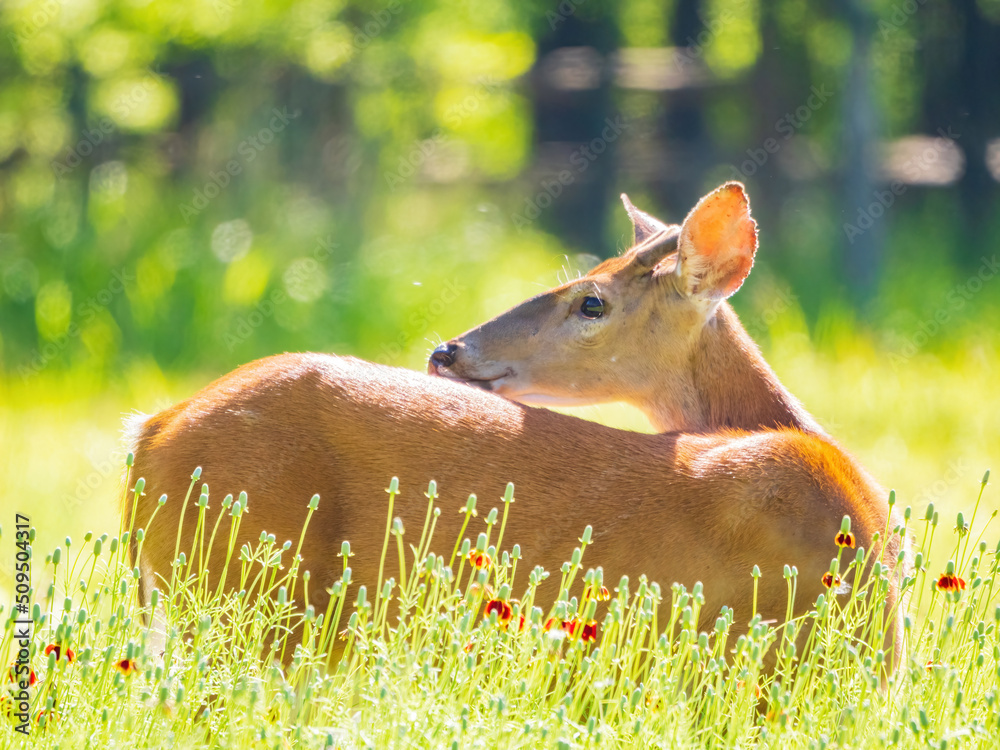Fototapeta premium Sunny view of the White-tailed deer
