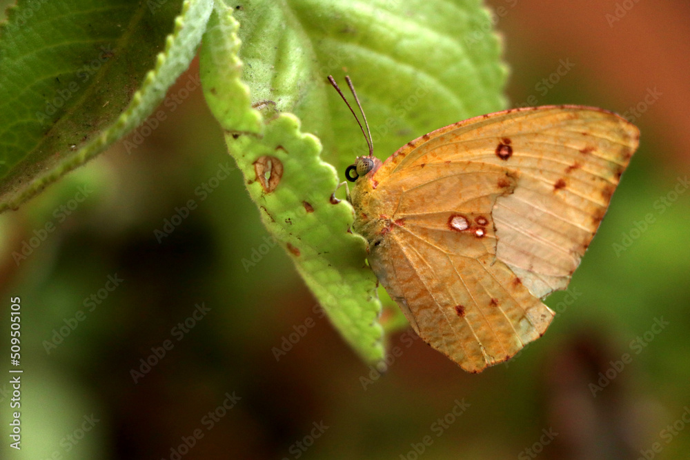 Close up of butterfly with broken wings in my garden Close up of butterfly with broken wings in my garden