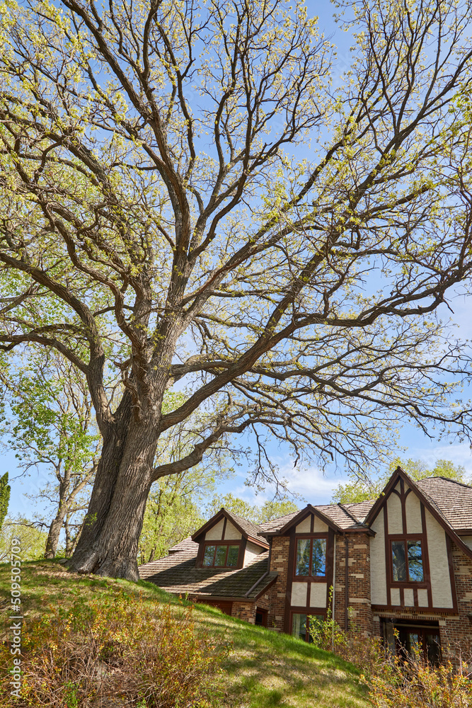 Giant tree with new spring buds on the hill in my front yard