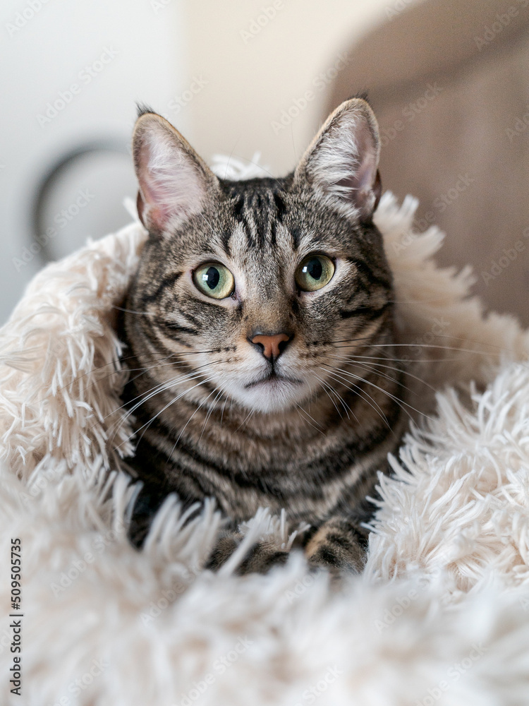 Naklejka premium portrait of a cat