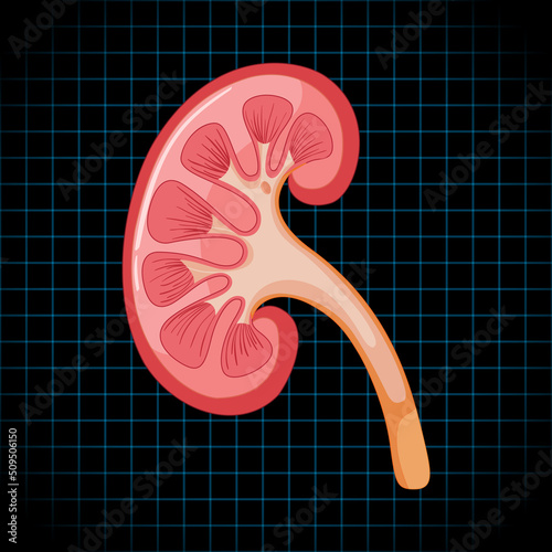 Human internal organ with kidney