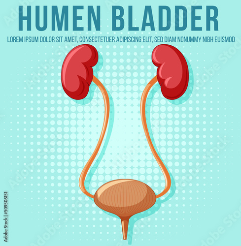 Human internal organ with kidneys and bladder