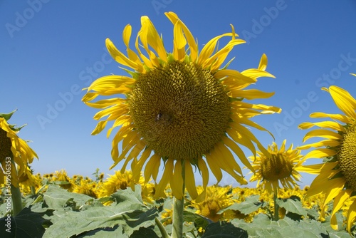 sunflowers in the field
