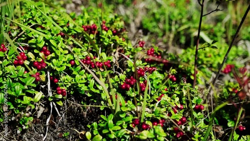 Wild lingonberry berries red fruits on plant in forest