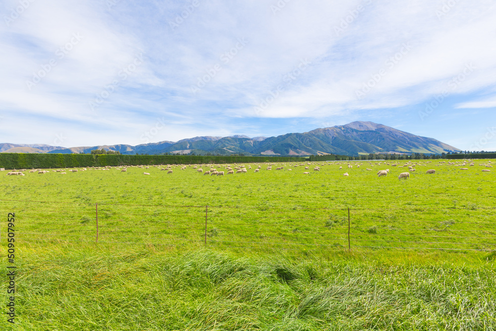 Grazing sheep on a meadow. New Zealand