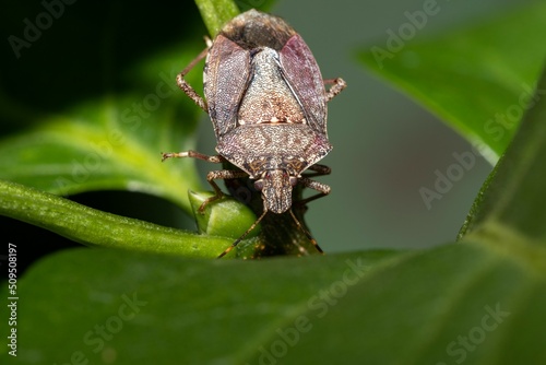 Nezara viridula (lat.) Is a species of bedbugs of the Pentatomidae family. Adult stinker beetle on green leaf photo