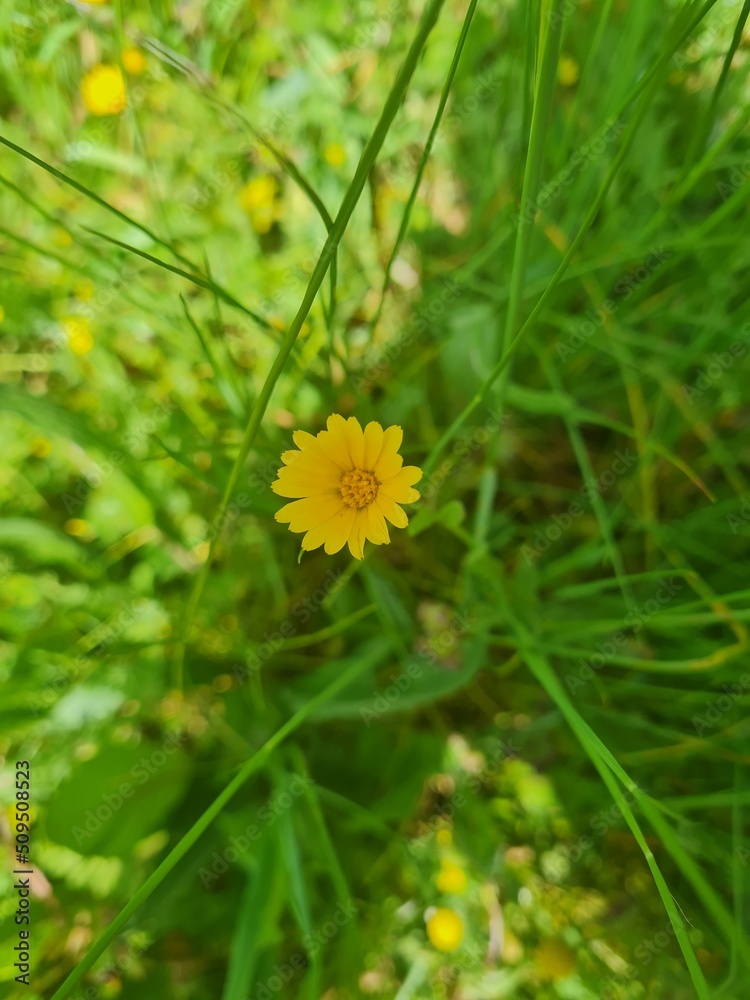 yellow dandelion flower yellow dandelion flower