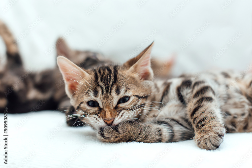 Little bengal kitten on the white fury blanket Little bengal kitten on the white fury blanket