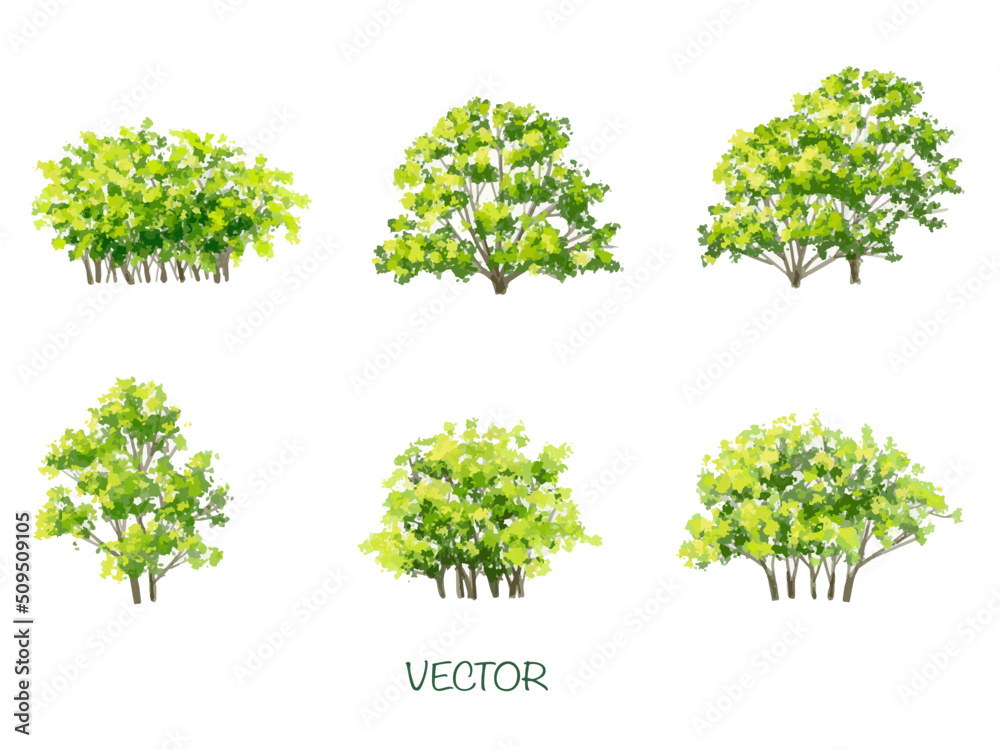 Fototapeta premium Vector watercolor of tree side view isolated on white background for landscape and architecture drawing, elements for environment and garden,botanical elements 