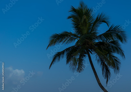 Landscape view of beautiful, lush green, and tall coconut or palm trees at Velneshwar beach, Maharashtra, India