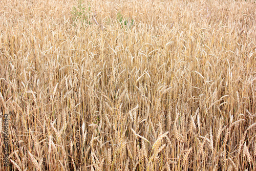 A field with golden wheat. Yellow wheat background. Harvesting.