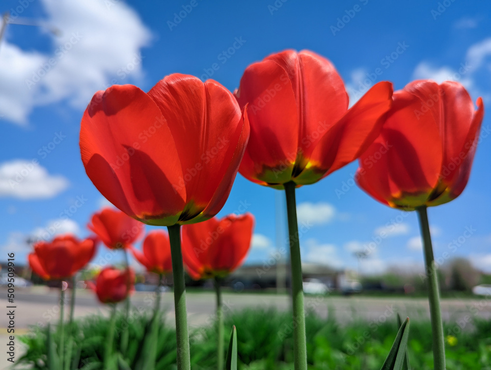 Red tulip under the blue sky