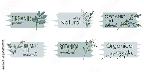 Organic icons. Vector botanical name plate. Decorative elements. Botanical label design.