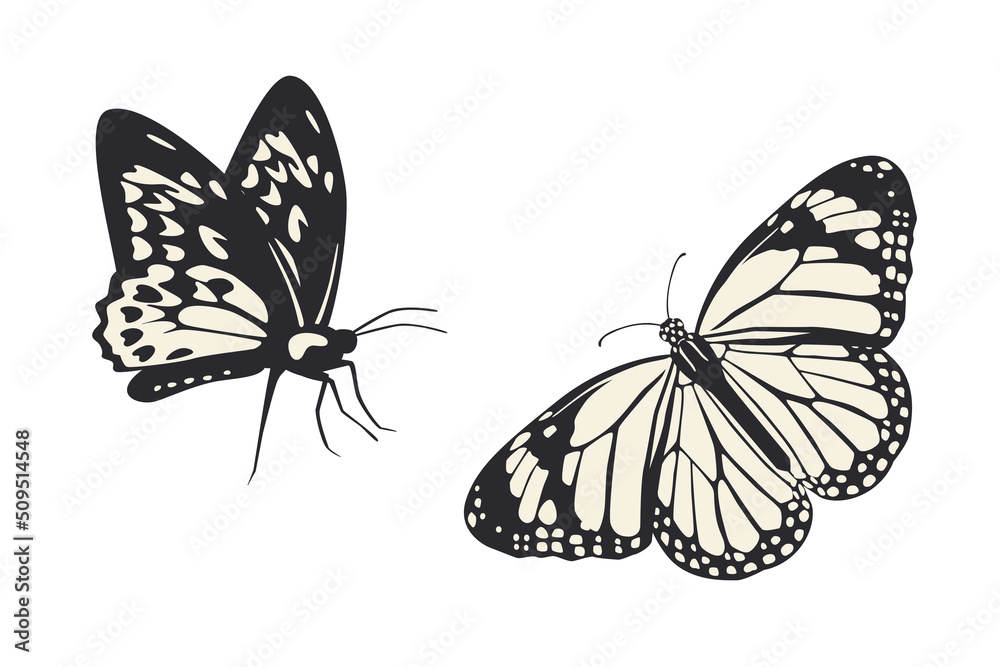 Obraz premium Butterfly vector illustration. Flat art trendy print. Black and white picture set