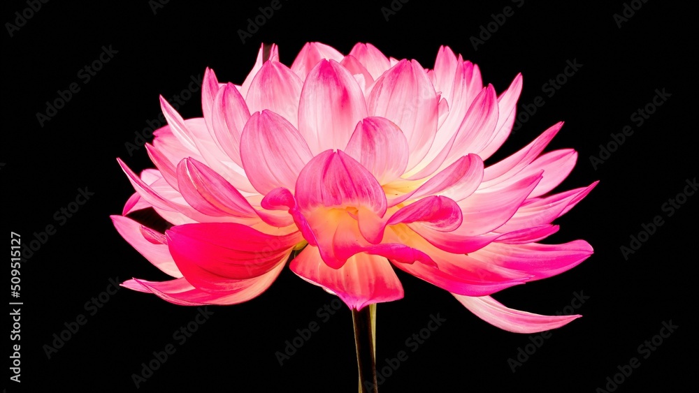Obraz Dalia - kwiat na czarnym tle podświetlony światłem led fototapeta, plakat