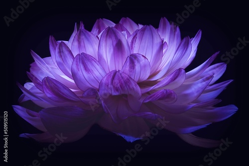 Dalia - kwiat na czarnym tle podświetlony światłem led © Michal45