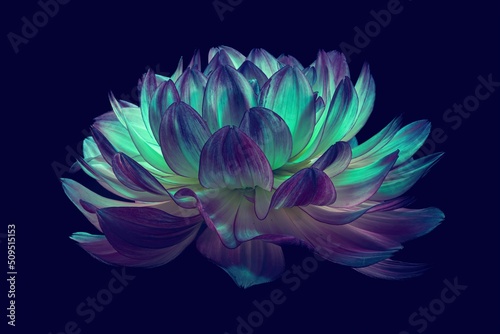 Dalia - kwiat na czarnym tle podświetlony światłem led