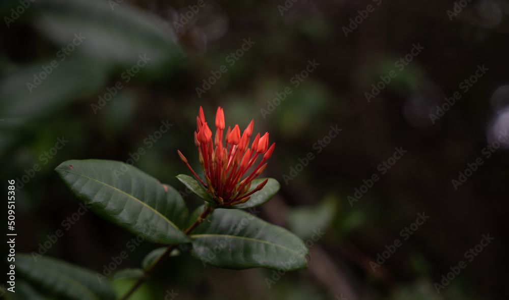 Pink fuchsia tropical flowers Pink fuchsia tropical flowers