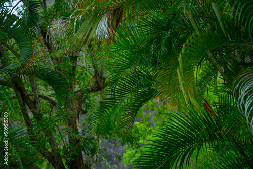 Fototapeta Naklejka Na Ścianę i Meble -  Green palm tree branches in the tropical jungle