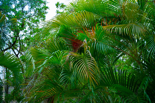Fototapeta Naklejka Na Ścianę i Meble -  Green palm tree branches in the tropical jungle