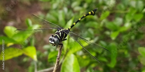 Dragonfly on a dry wood with a blurry green leaves background. close up macro side view of isolated beautiful black, yellow color dragonfly relaxing on a tip of dry stick wings down and ready to fly.