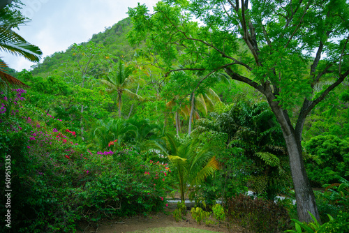 Tropical jungle landscape wet a mountain view