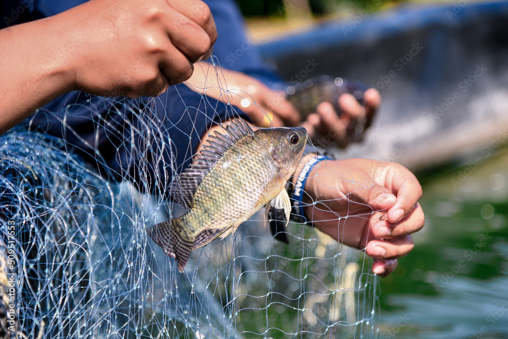Using a fishing net, catch fish. Baby tilapia, tilapia fishbreeding and culture. Stock Photo