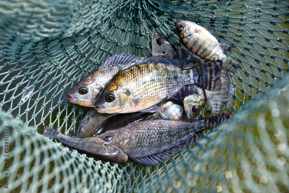 Using a fishing net, catch fish. Baby tilapia, tilapia fishbreeding and culture. ภาพถ่ายสต็อก