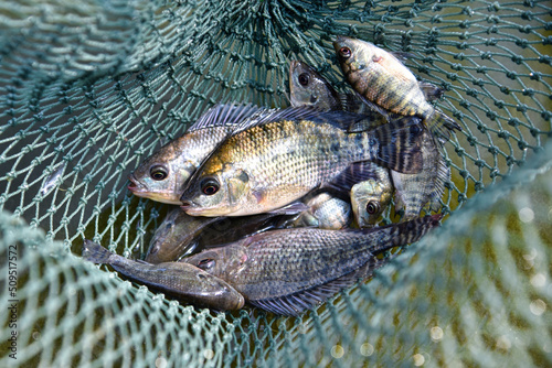 Using a fishing net, catch fish. Baby tilapia, tilapia fishbreeding and culture. photo