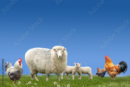 Obraz na plátně Farm animals sheep lamb chicken cock on green grass meadow