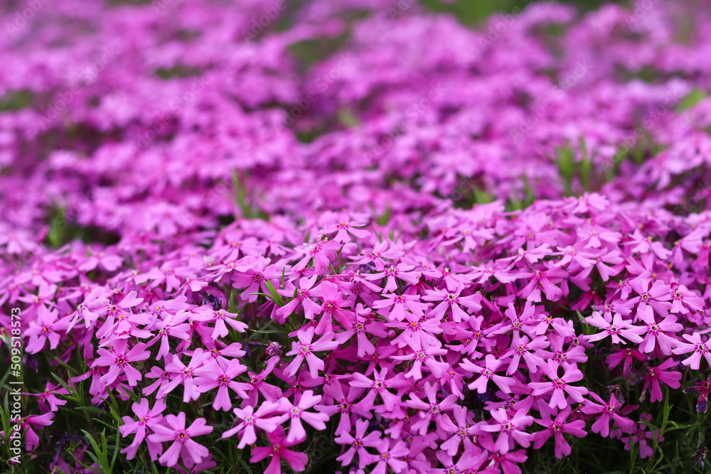 Background of purple flowers Phlox in spring