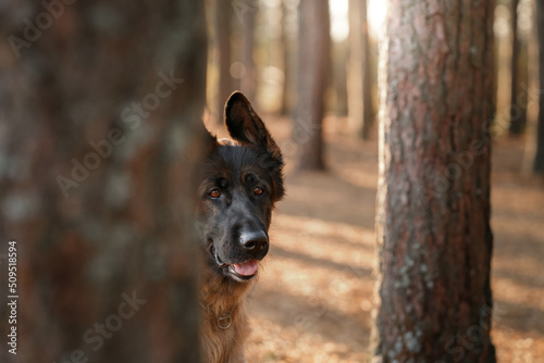 dog in nature. Autumn mood. German Shepherd in leaf fall in the forest