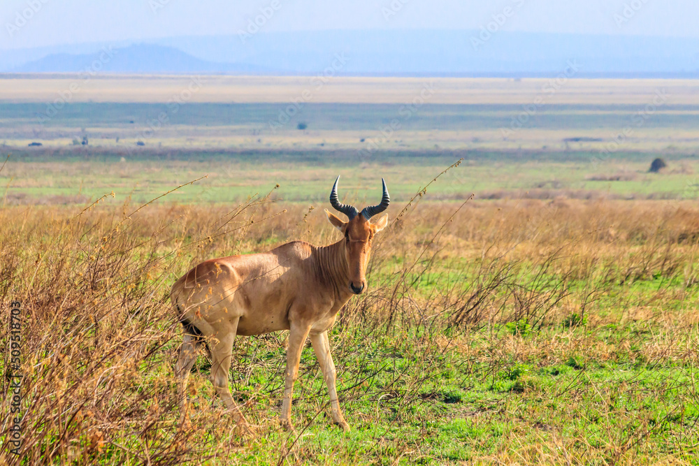 Fototapeta premium Coke's hartebeest (Alcelaphus buselaphus cokii) or kongoni in Serengeti national park in Tanzania, Africa