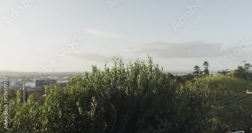 Coastal plants foliage close up green ocean seaside on hill