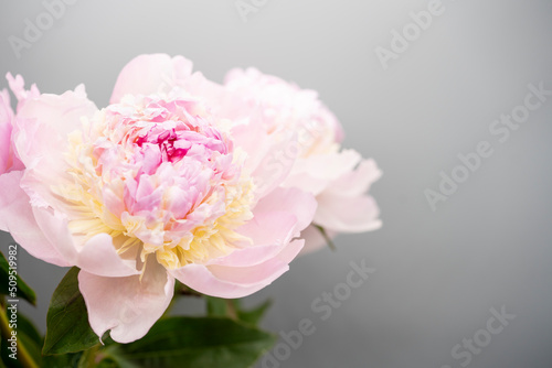 Pink peony flower background, beautiful spring.