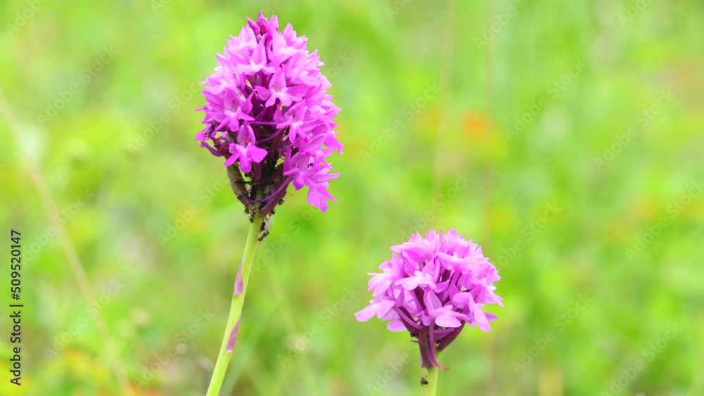Pyramidal orchid on the UNESCO reserve Swabian Alb in Germany
Pyramidal orchid on the UNESCO reserve Swabian Alb in Germany