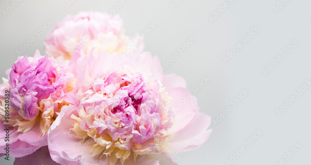 Pink peony flower background, beautiful spring.