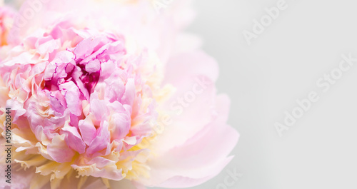 Fototapeta Naklejka Na Ścianę i Meble -  Pink peony flower background, beautiful spring.