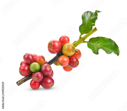 Fresh Red coffee beans on a branch of coffee tree, ripe and unripe berries on white background