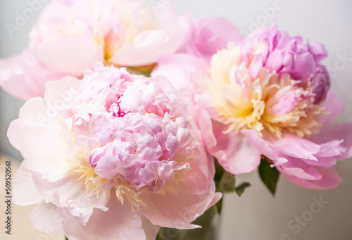 Pink peony flower background  beautiful spring.