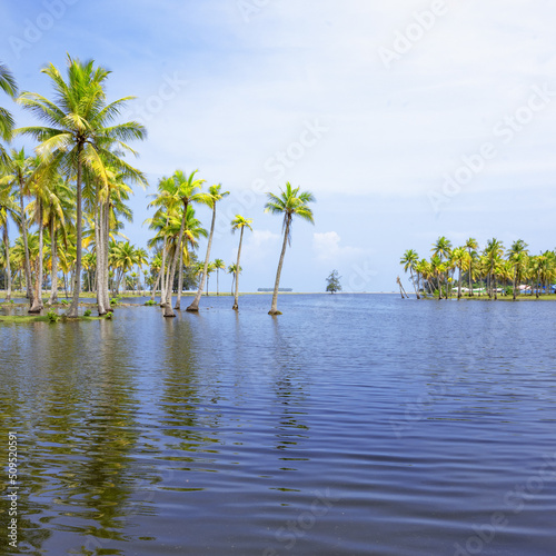 Coconut or palm trees on beach in beautiful blue bright day © Maizal