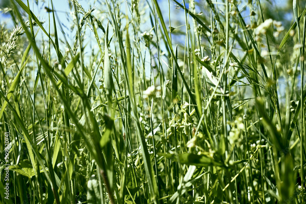 Obraz premium green grass close-up on a meadow against a blue sky background