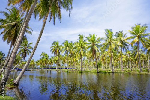 Coconut or palm trees on beach in beautiful blue bright day