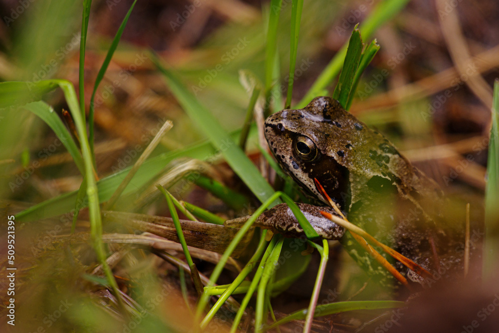close-up shot of moor frog (Rana arvalis) sitting in the grass with blurred grass in the foreground in the Irish Wild Nephim national park close-up shot of moor frog (Rana arvalis) sitting in the grass with blurred grass in the foreground in the Irish Wild Nephim national park