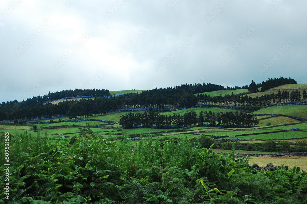 Typical Azorean landscape with trees, ferns and hydrangeas