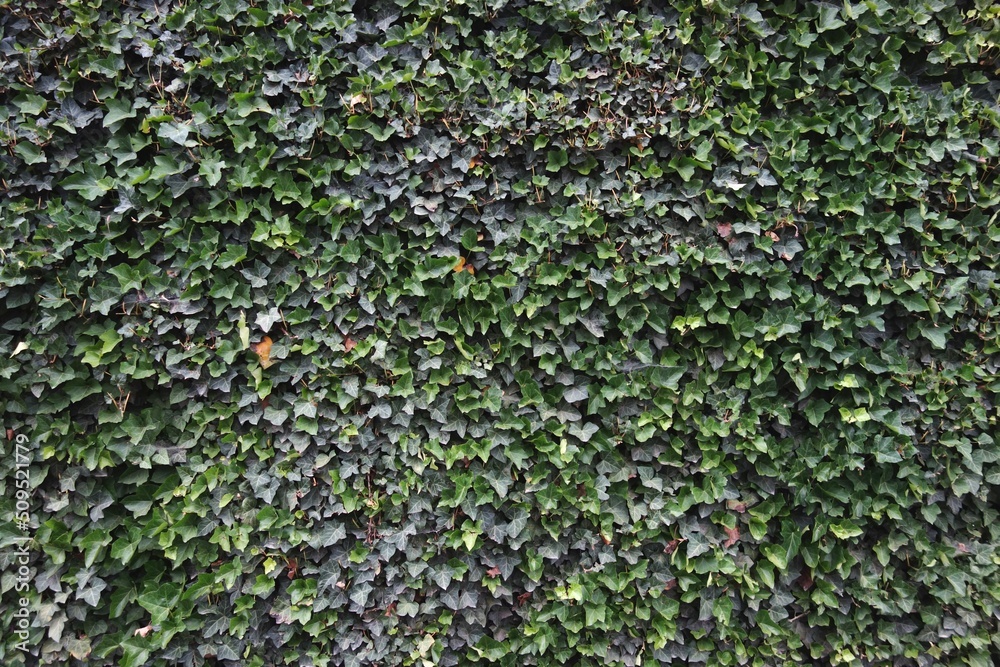 green ivy leaves full background green ivy leaves full background