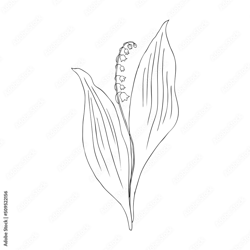Lily of the valley, Convallaria flower, outline muguet isolated on white background botanical hand drawn sketch vector doodle illustration for design package cosmetic, greeting card, wedding invite