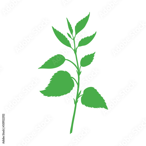 Nettle wild field flower isolated on white background botanical hand drawn sketch vector doodle colorful illustration Urtica dioica shape, decorative silhouette for design package tea, medicine