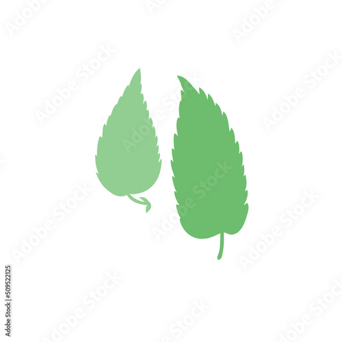 Nettle wild field flower isolated on white background botanical hand drawn sketch vector doodle colorful illustration Urtica dioica, decorative silhouette for design package tea, cosmetic, medicine